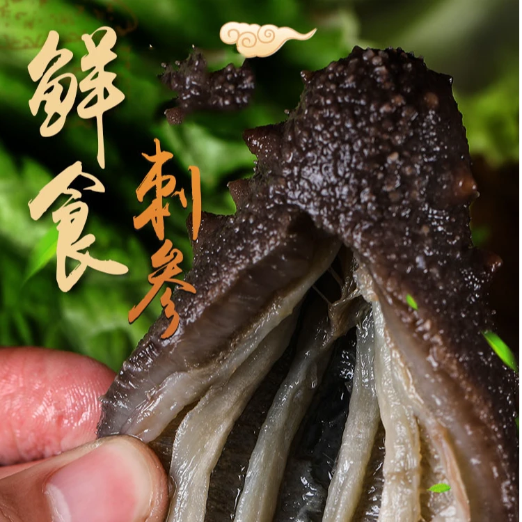 即食国产刺参，500g/袋  8-10头  开袋即食 品质保障