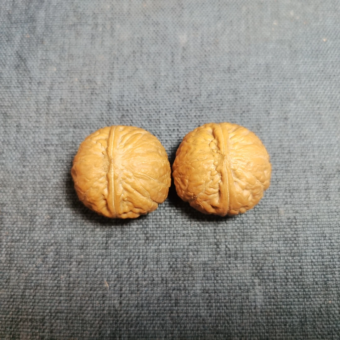 野生小核桃  矮庄凹底小手捻