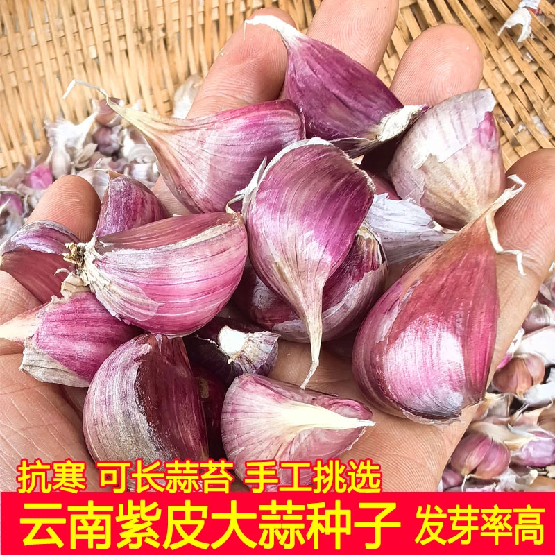 云南紫皮蒜种子蒜瓣干蒜籽农家种植大蒜红蒜土蒜香蒜装调料特价装
