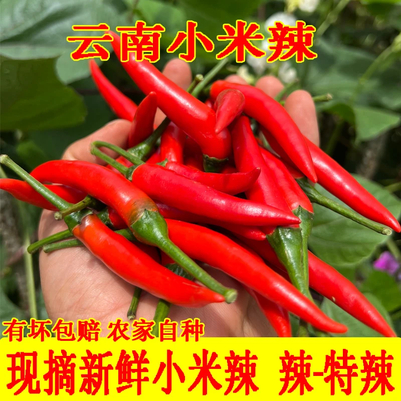小米辣椒新鲜特辣小米椒朝天椒超辣薄皮土红辣椒指天椒尖椒