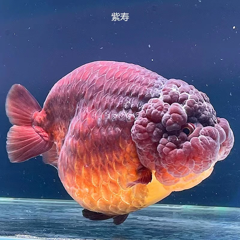 （不包邮）福州兰寿金鱼兰寿观赏鱼（直播间专拍，私拍不发）！