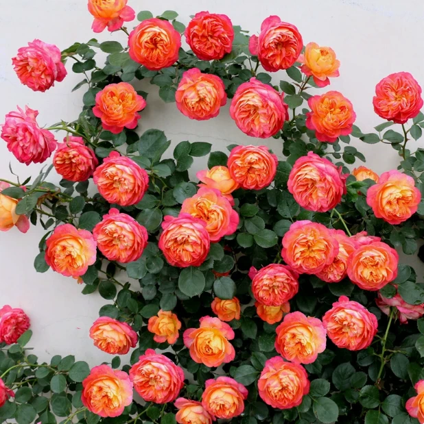 1米5爬藤月季藤宝贝多季节开花耐晒耐寒适合做花墙拱门阳台绿化