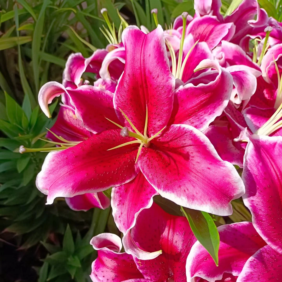 诗晚印象【黑美人】1颗OT系列周长18-20黑红色盆栽地栽百合种球浓香