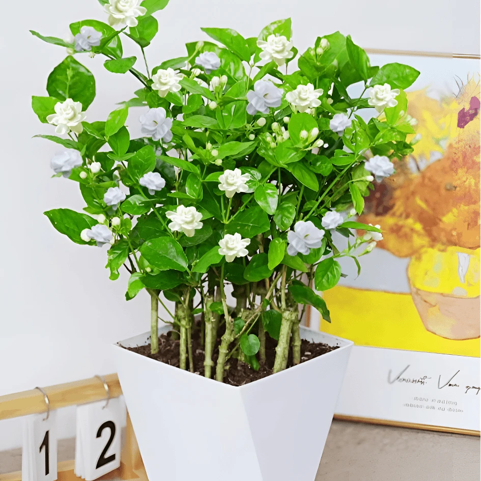 【带花苞】茉莉花之乡广州市直发香水重瓣茉莉花地栽园艺种植开花