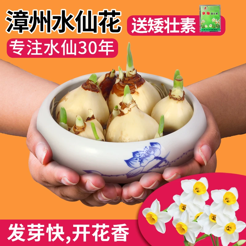 正宗水仙花种球单复瓣14+小球