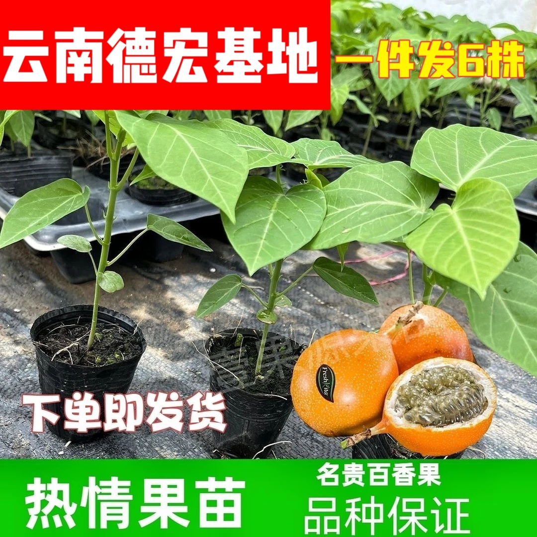 云南哥伦比亚热情树热情果苗庭院种植热情果花百香花苗子种植苗