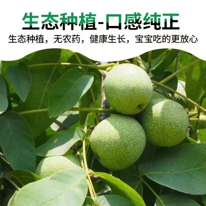 威宁新鲜核桃去青皮每一单发货都多打包二两有个把空壳不要找麻烦