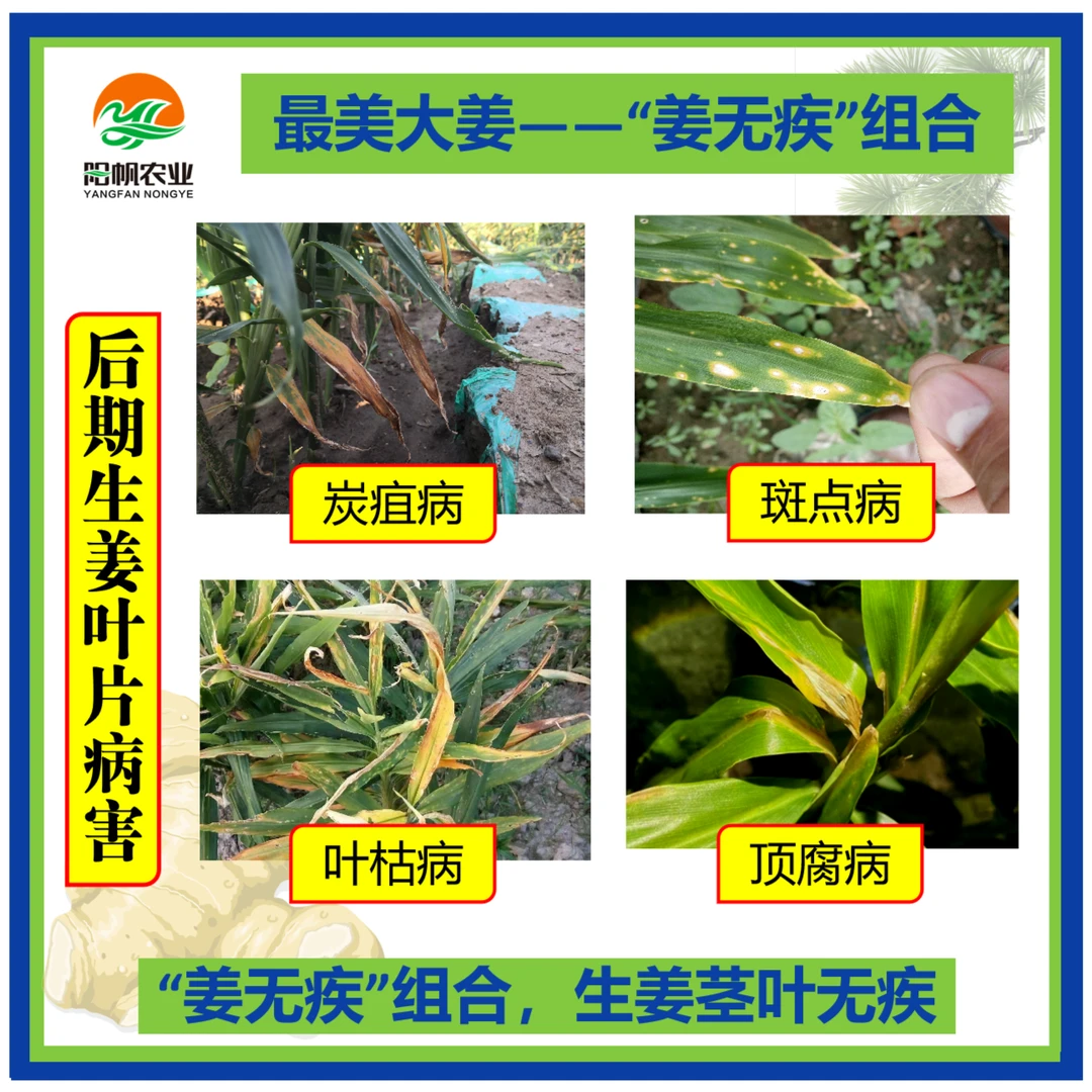 姜无疾针对生姜茎叶炭疽病叶枯病斑点病顶腐病专用杀菌剂