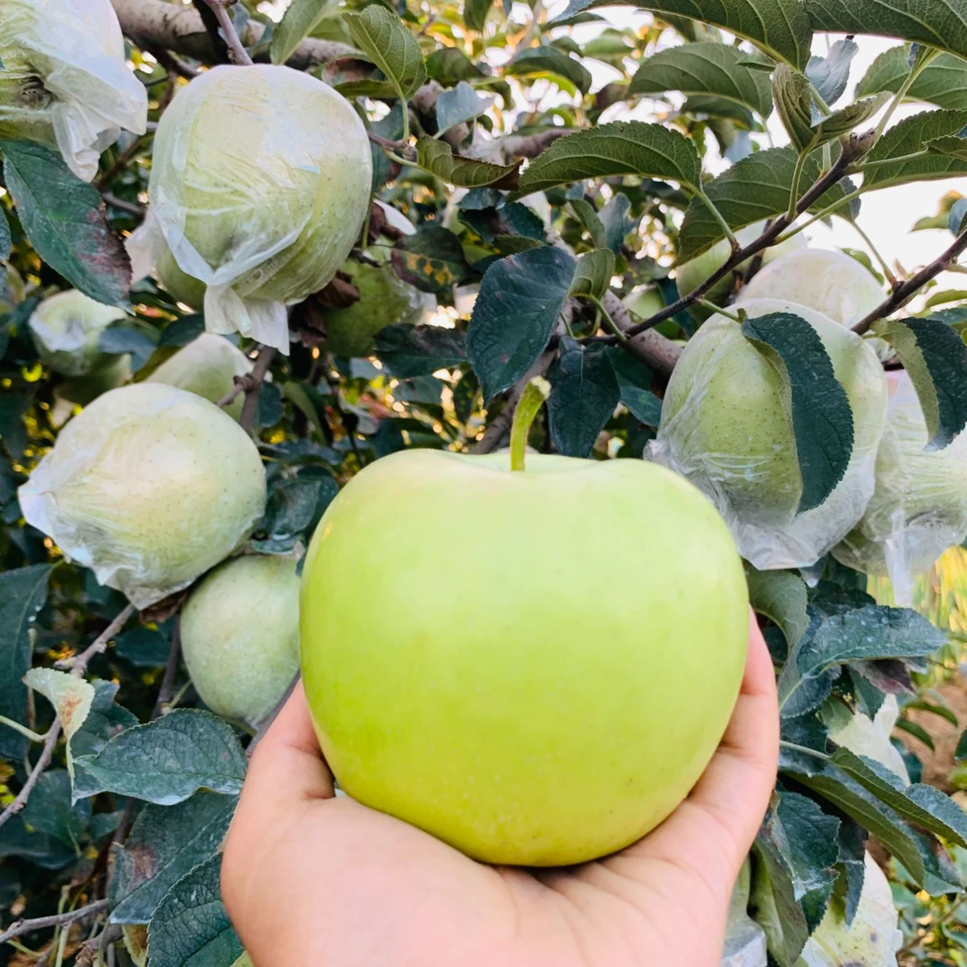 纯甜青苹果尝鲜装六枚装泡沫箱
