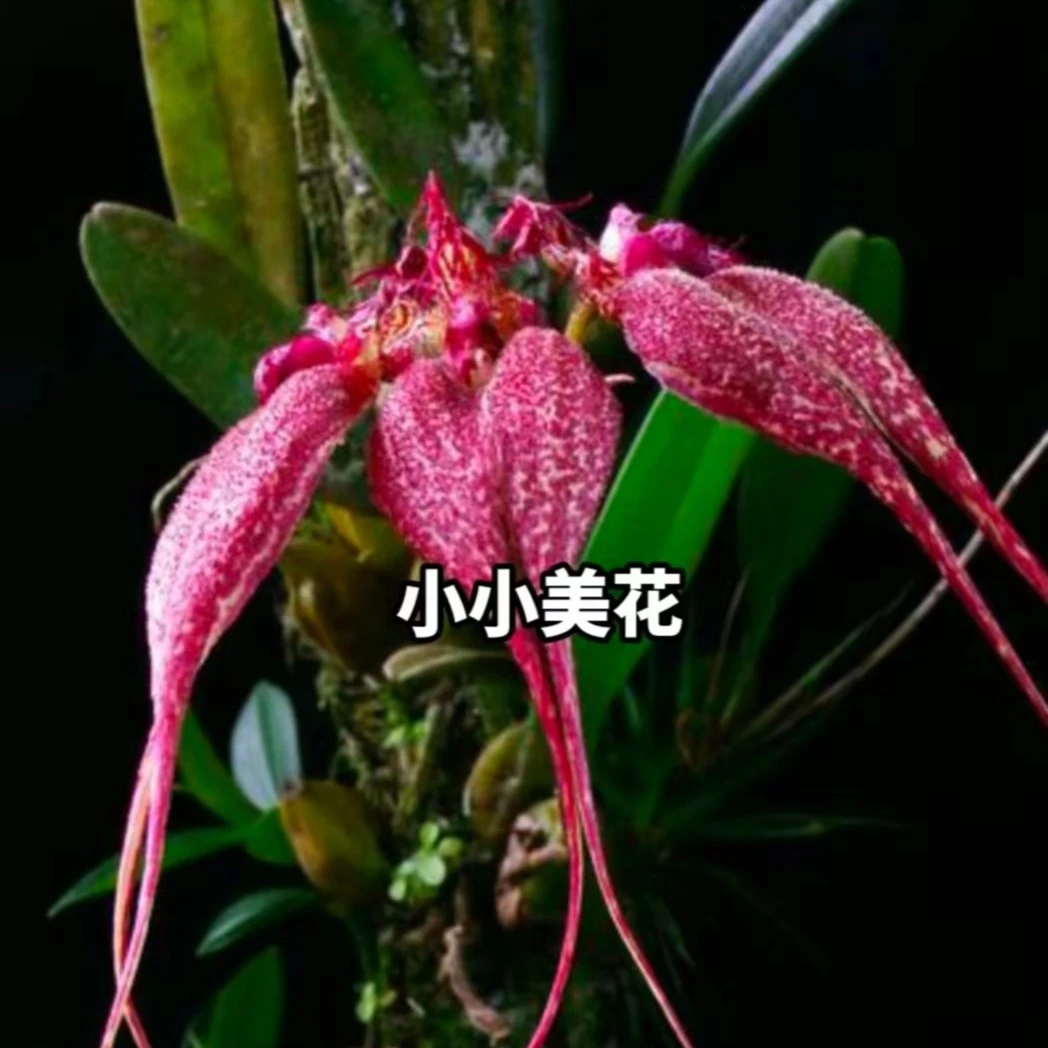 云南天然各类绿植石斛兰花盆景盆栽客厅绿植一物一拍