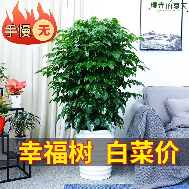 幸福树盆栽大棵特大号客厅大盆栽绿植绿宝四季常青
