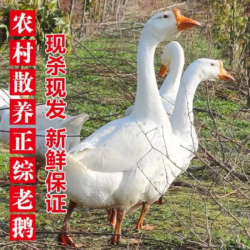 【张旭专属】正宗寒地黑土东北散养大鹅(当年鹅奔头小，介意勿拍）