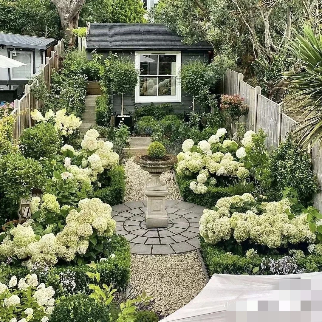 无敌 贝拉安娜绣球 /木本绣球/抗寒