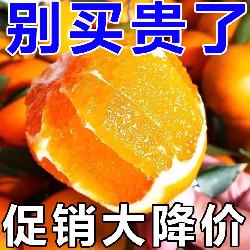 正宗脐橙皮薄现摘橙子原产地自然采摘新鲜爆甜多汁充足香甜秭归橙