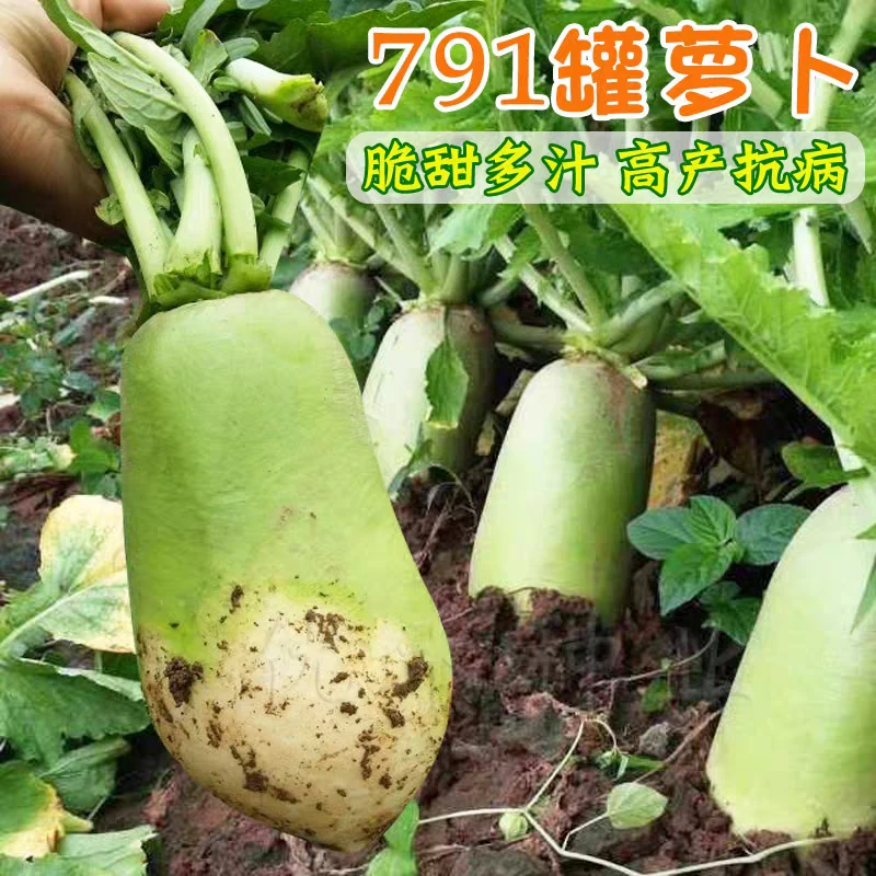 【全店满五元包邮】791罐萝卜种子绿皮青肉萝卜种籽家庭种植