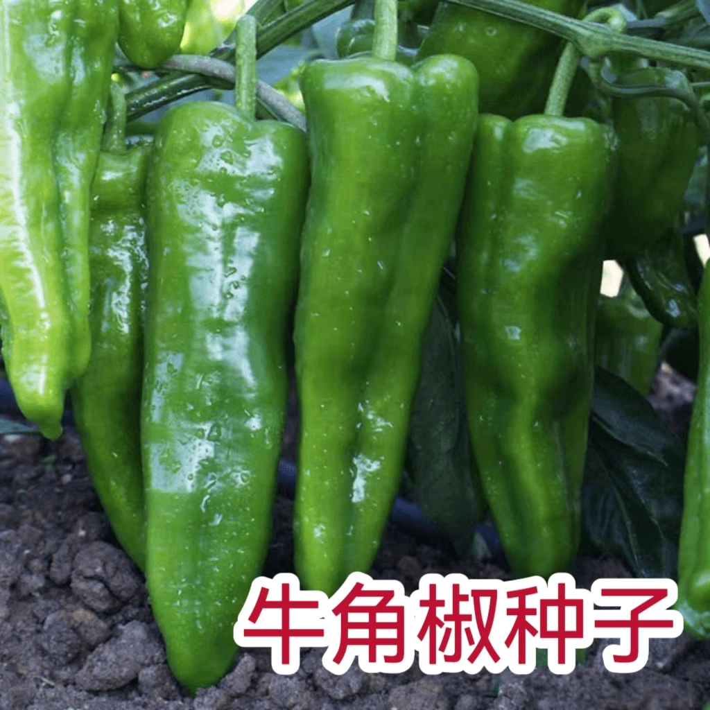 【全店满5元包邮】牛角椒种子尖椒种子  家庭简单四季种植