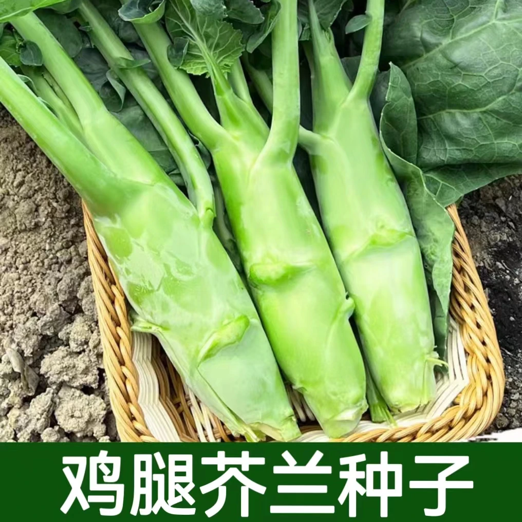 【全店满5元包邮】鸡腿芥兰种子 广东芥兰种子 四季可种