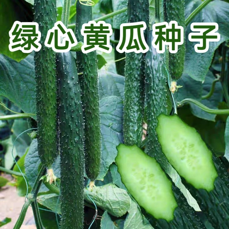 【全店满5元包邮】强磁黄瓜种子家庭种植
