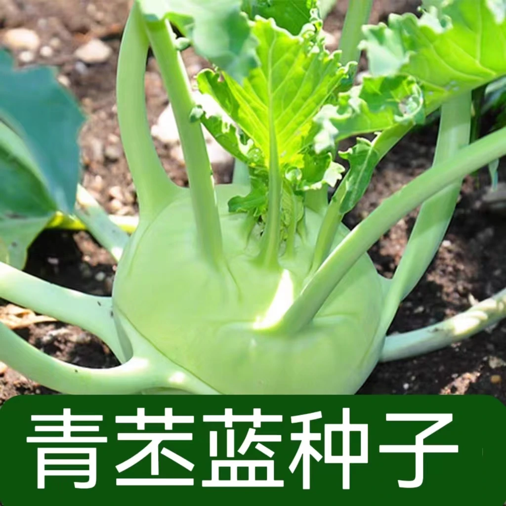 【全店满5元包邮】青苤蓝种子水果苤兰种籽四季种植