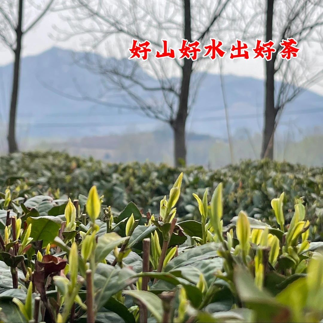 【10月份晚秋】日照绿茶2024新茶浓香型板栗香沙口足