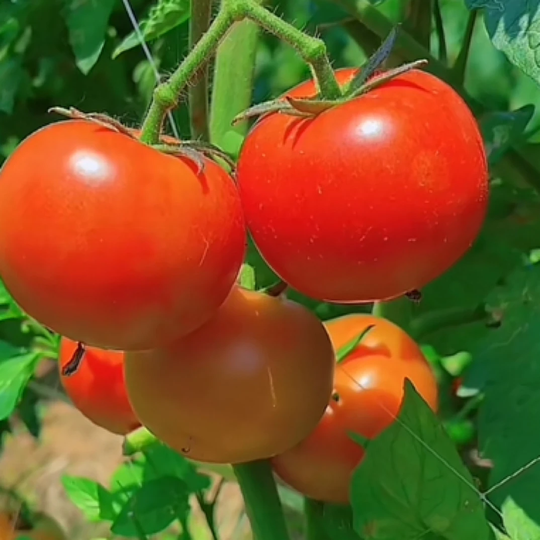 （蔬菜/生鲜/新鲜现采）井冈山农产品农家种植绿色蔬菜