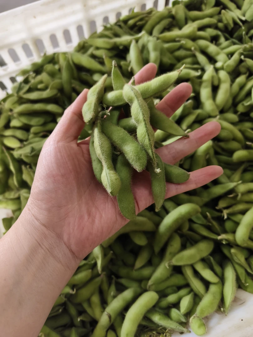 顺丰包邮新鲜毛豆5斤包邮