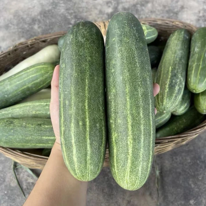 吊瓜黄瓜！老黄瓜脆甜爽口带软籽福建漳州农家蔬菜
