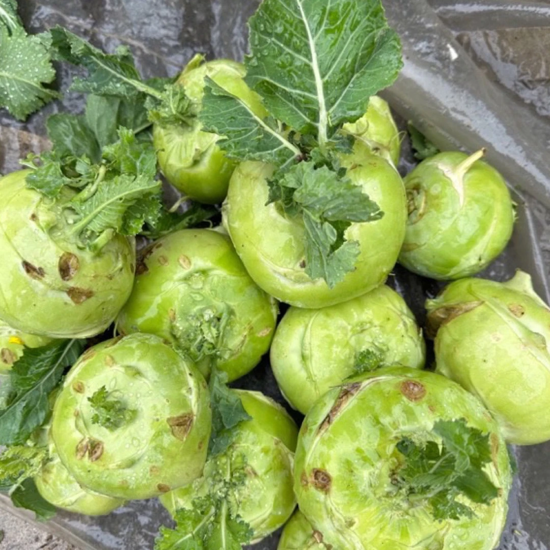 贵州本地= =品兰