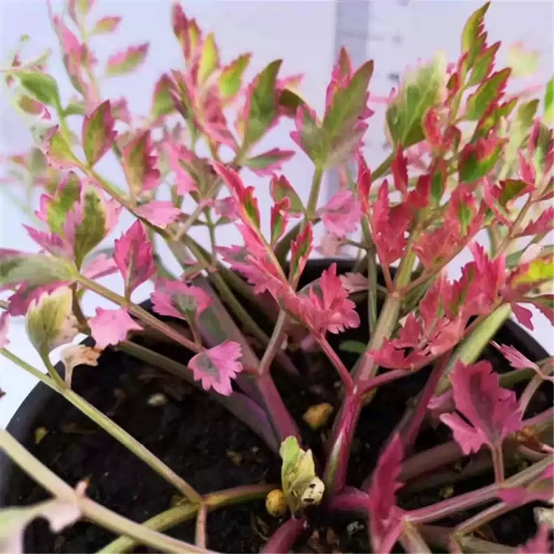 彩叶水芹花火烈鸟盆栽欧芹菜香草水生植物花园阳台植物进口花卉