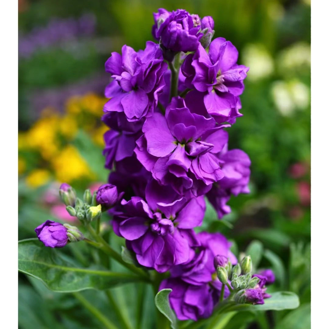 一物一拍花卉紫色小叶赤楠植物鲜花直播间现场直播卖花紫罗兰鲜花