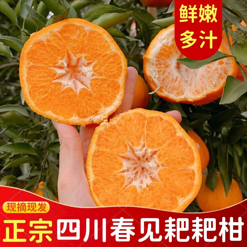 正宗四川春见耙耙柑新鲜应季水果香甜多汁4.5-5斤装西红柿
