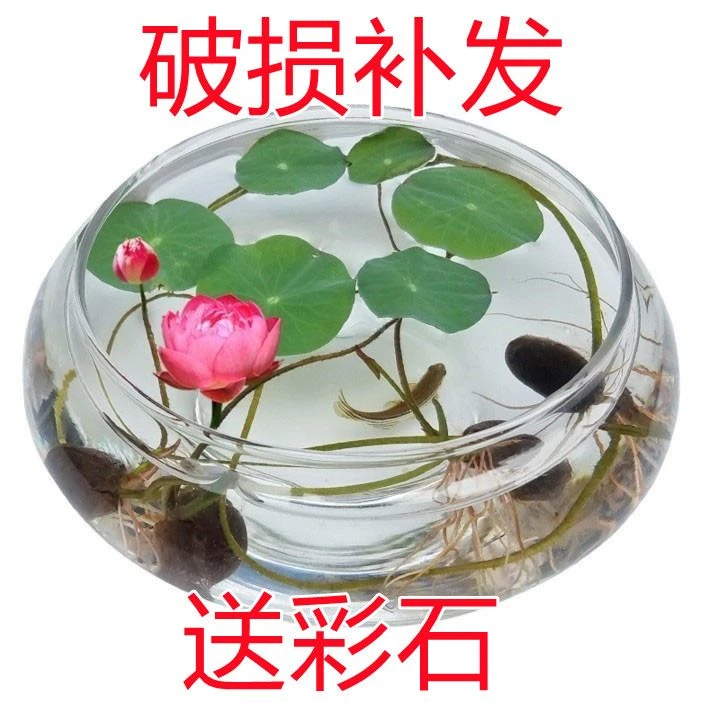 玻璃花瓶花盆水培植物花卉玻璃水养花瓶水仙碗莲铜钱草专用花盆