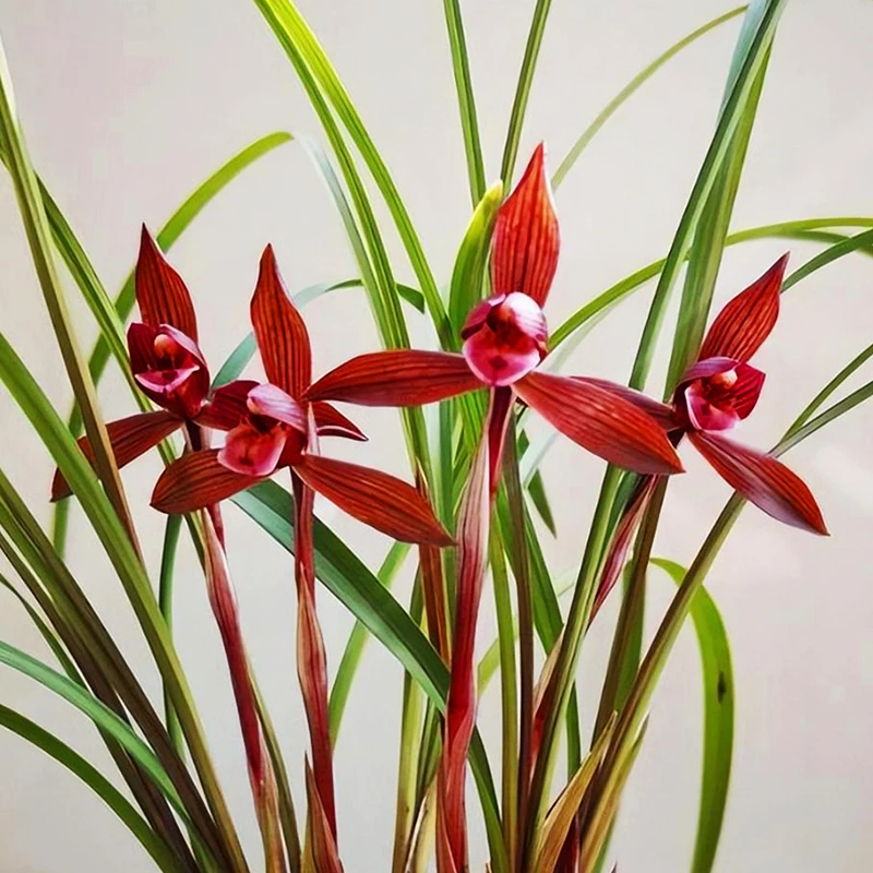 兰花苗春兰醉红素十大红素之首室内好养高级色花花卉盆栽裸根发货