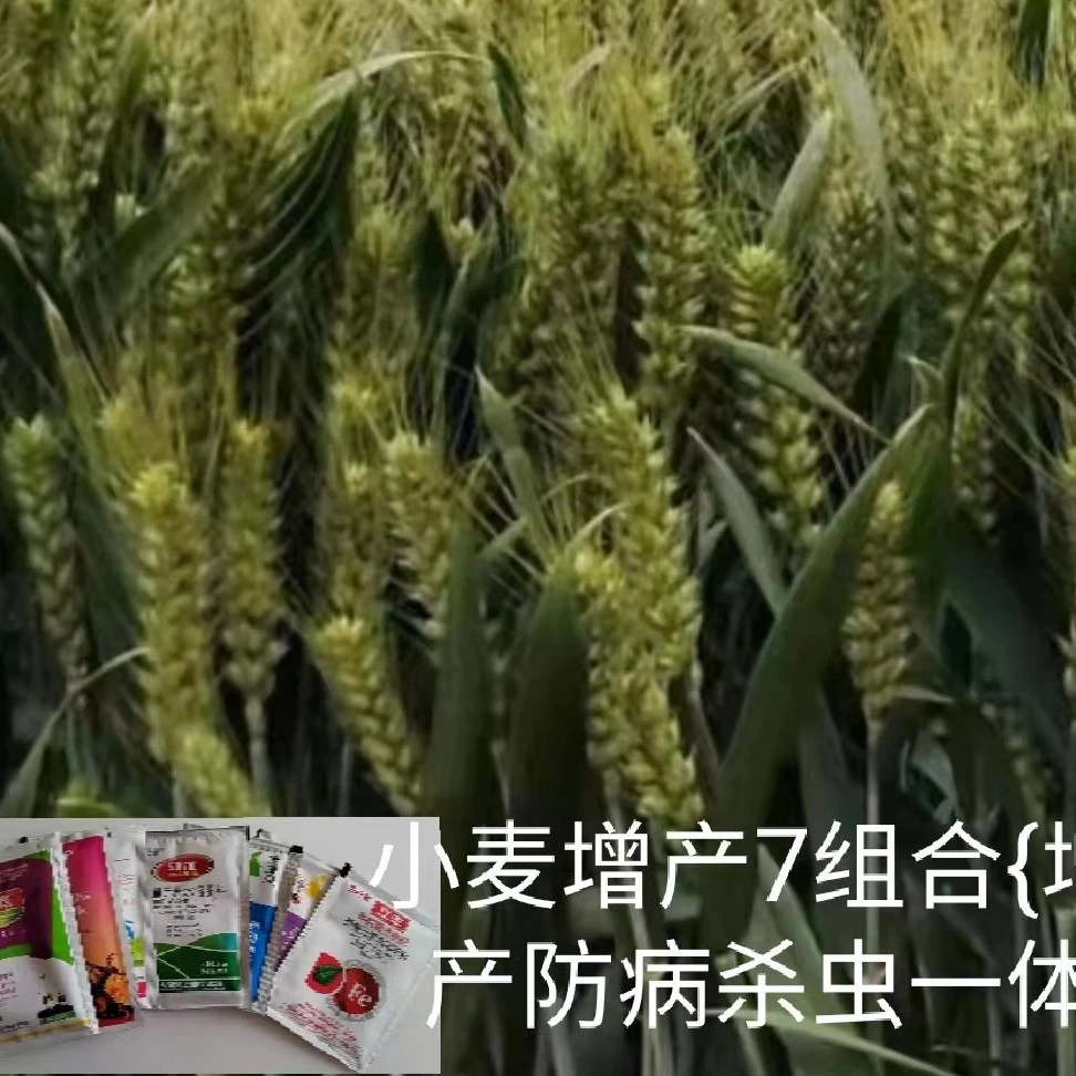 立增菌液⑦组合1单5亩62.5元{防病防虫增产}