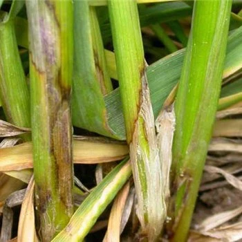 噻呋菌液1单50袋(送细唤3袋)