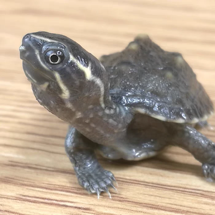 麝香龟蛋龟小型观赏宠物乌龟新手入门龟