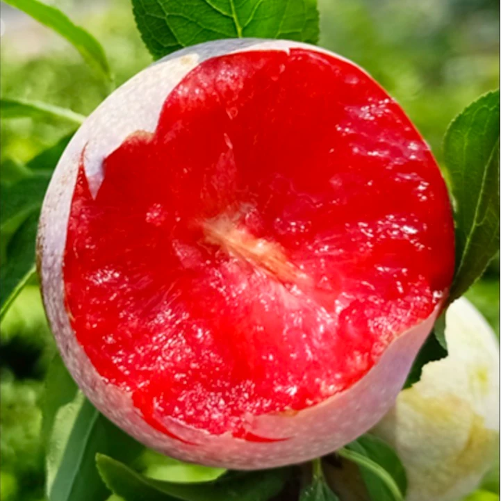 （顺丰京东）古田高山红心芙蓉李酸甜多汁树上熟水果4.5斤