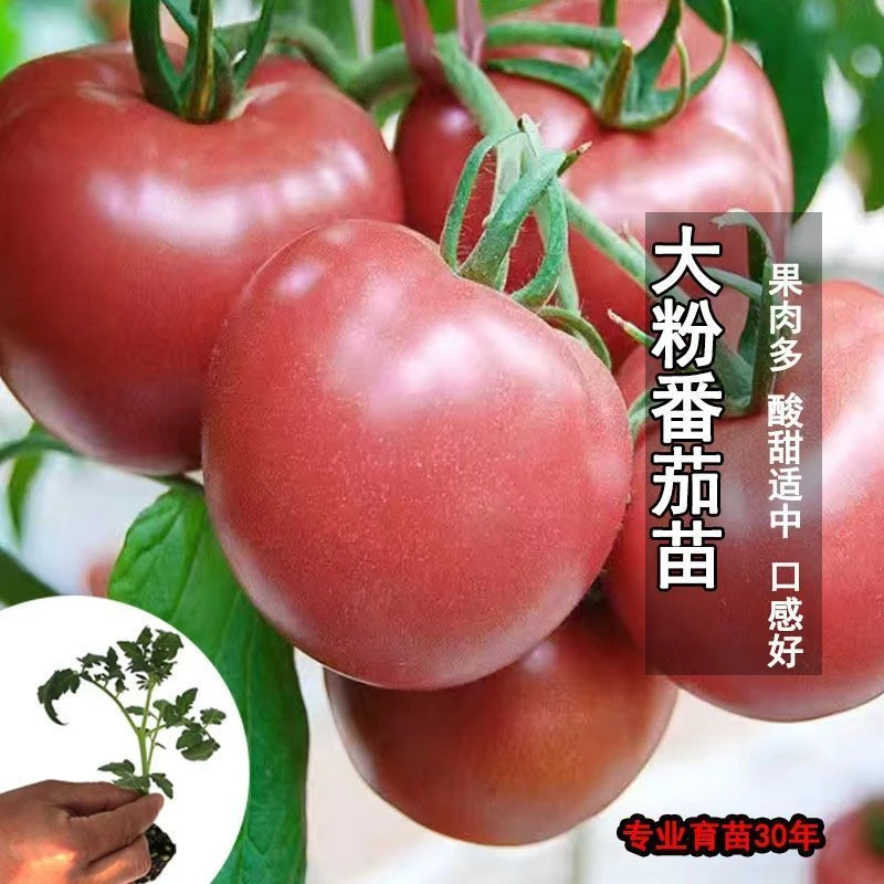 大粉番茄西红柿苗秧沙瓤好吃春秋四季盆栽种苗蔬菜播种水果苗阳台