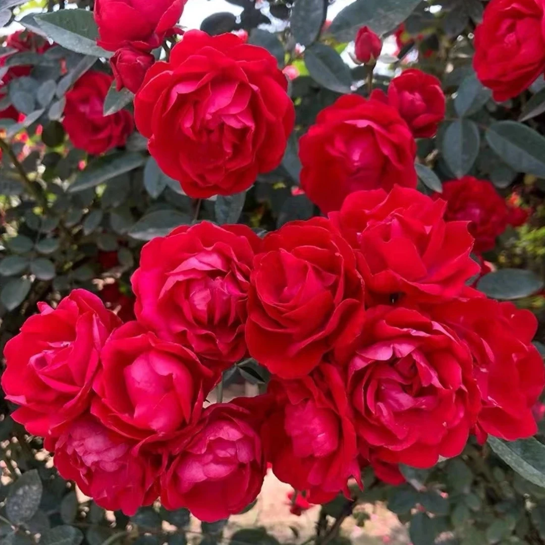 红木香小苗盆栽庭院木香花苗花爬墙浓香花卉地栽蔷薇植物