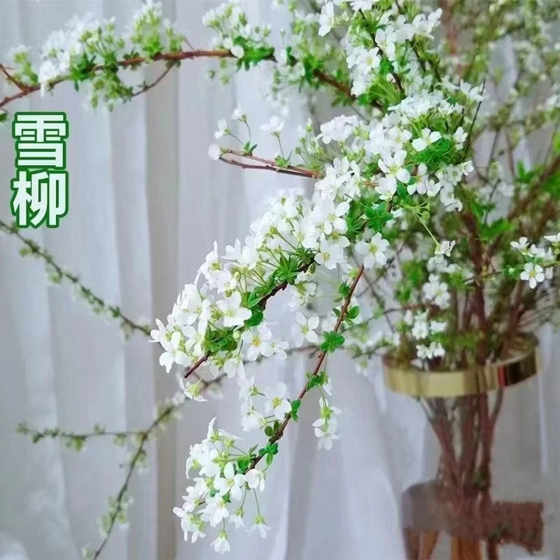 【精品雪柳】热销干枝室内水养绿植花卉遇水开花喷雪花干枝条