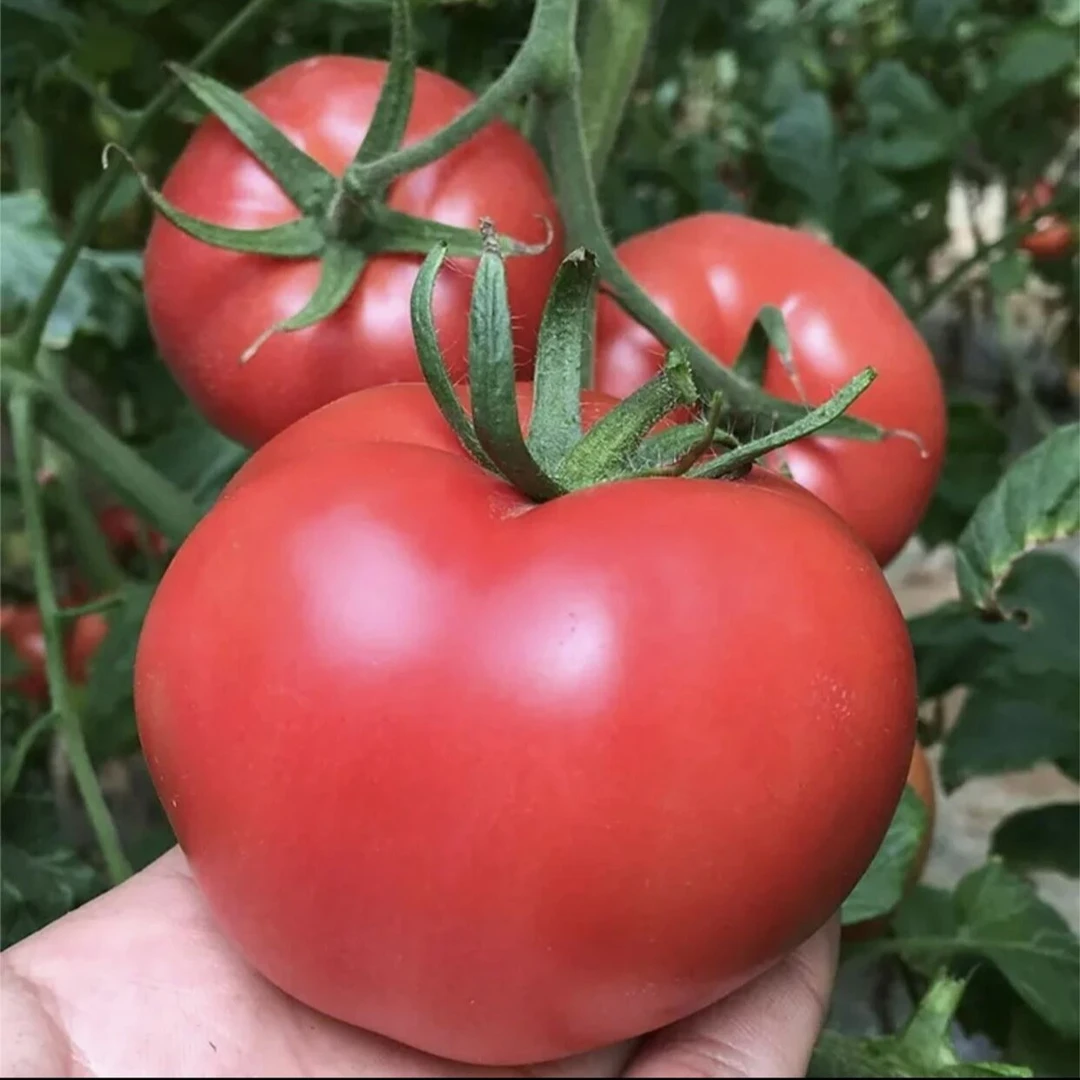 老品种大粉西红柿种子毛粉柿子菜籽红色蔬菜西红柿四季易种种子