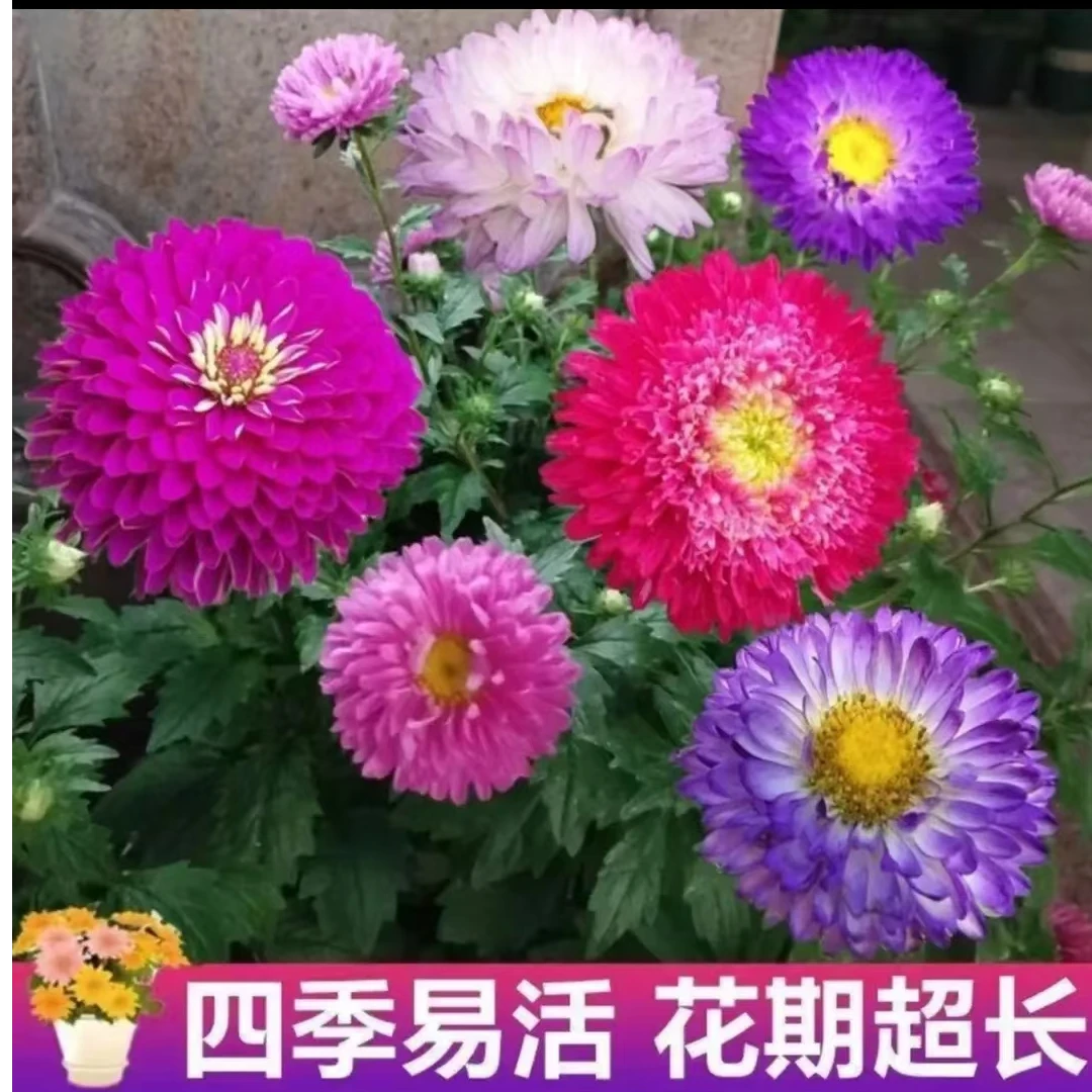 混色非洲菊花卉种子耐热易种阳台庭院植物种子彩色美观花卉籽