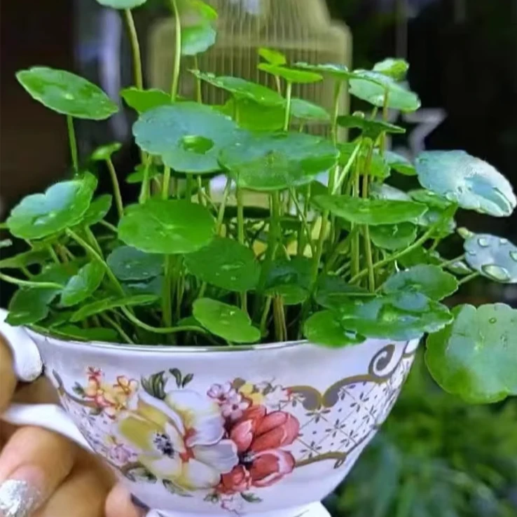【抢！5.9元500粒种子】铜钱草籽种子水养种籽水培植物花卉招财盆栽