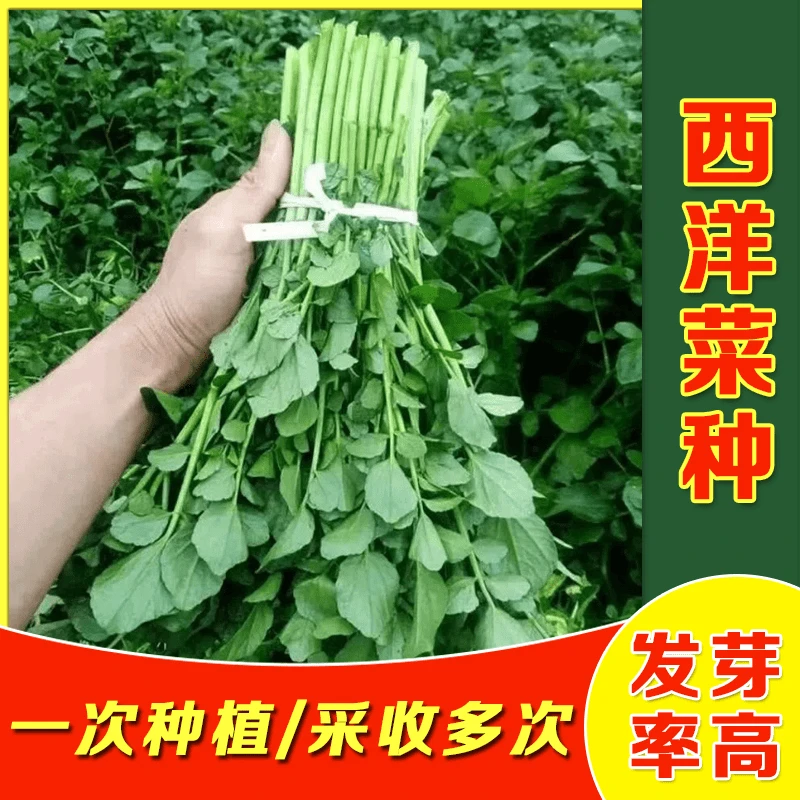 西洋菜豆瓣菜种子四季盆栽儿童菜水芥菜阳台盆栽农家蔬菜种子易种
