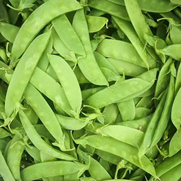 【矮生双花双荚荷兰豆种子】菜甜菜豌豆种四季蔬菜种青豆种子