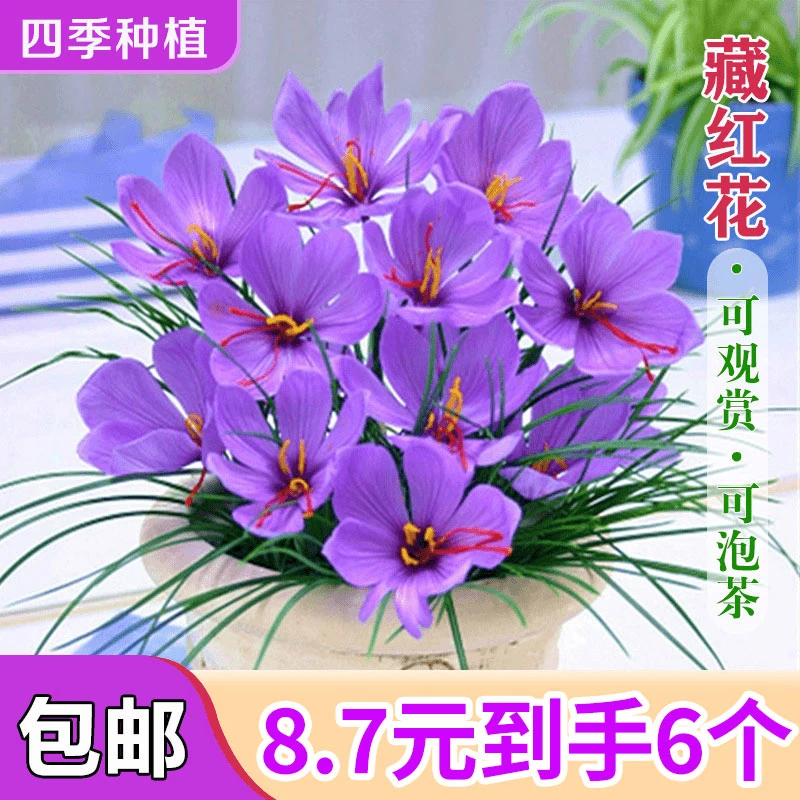 藏红花种球四季种植室内阳台花卉植物夏季冬季藏红花种球根盆栽