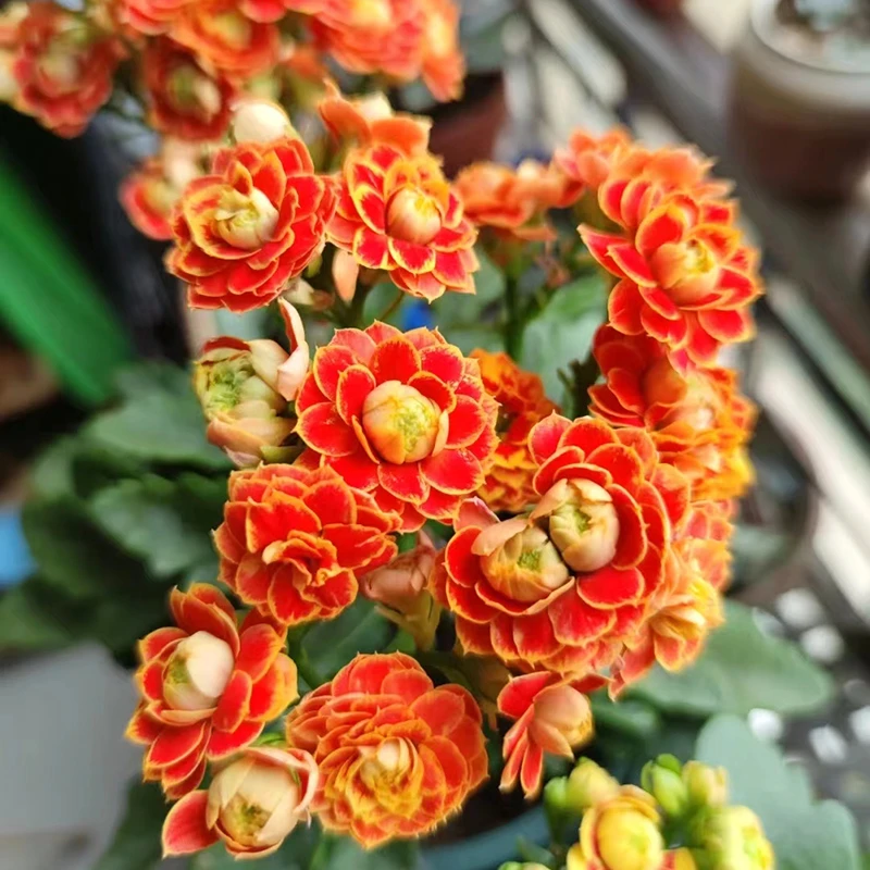长寿花盆栽重瓣新品种带花苞室内大花苗花期长阳台庭院开花绿植