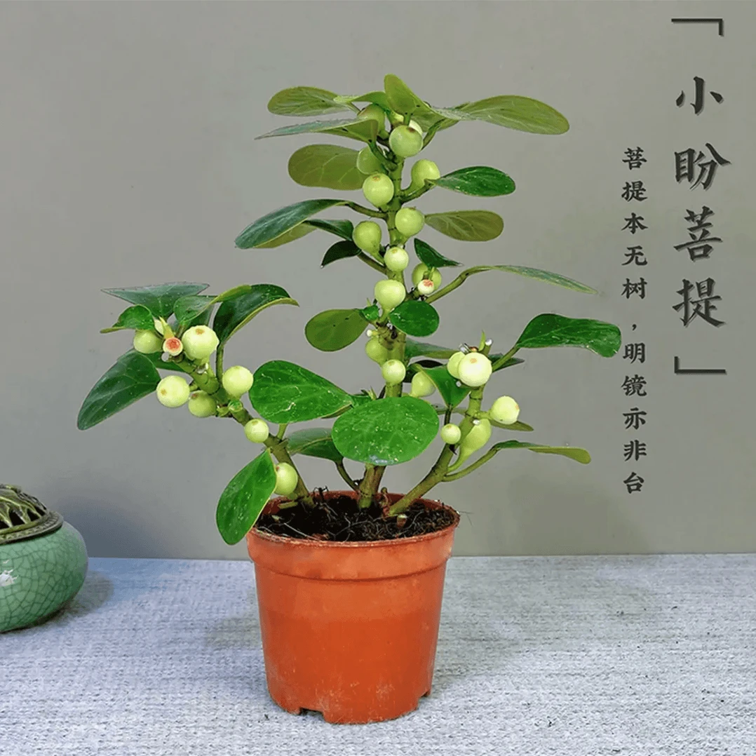 【小盼菩提】盆景菩提树禅意中式绿植防辐射室内办公室好养