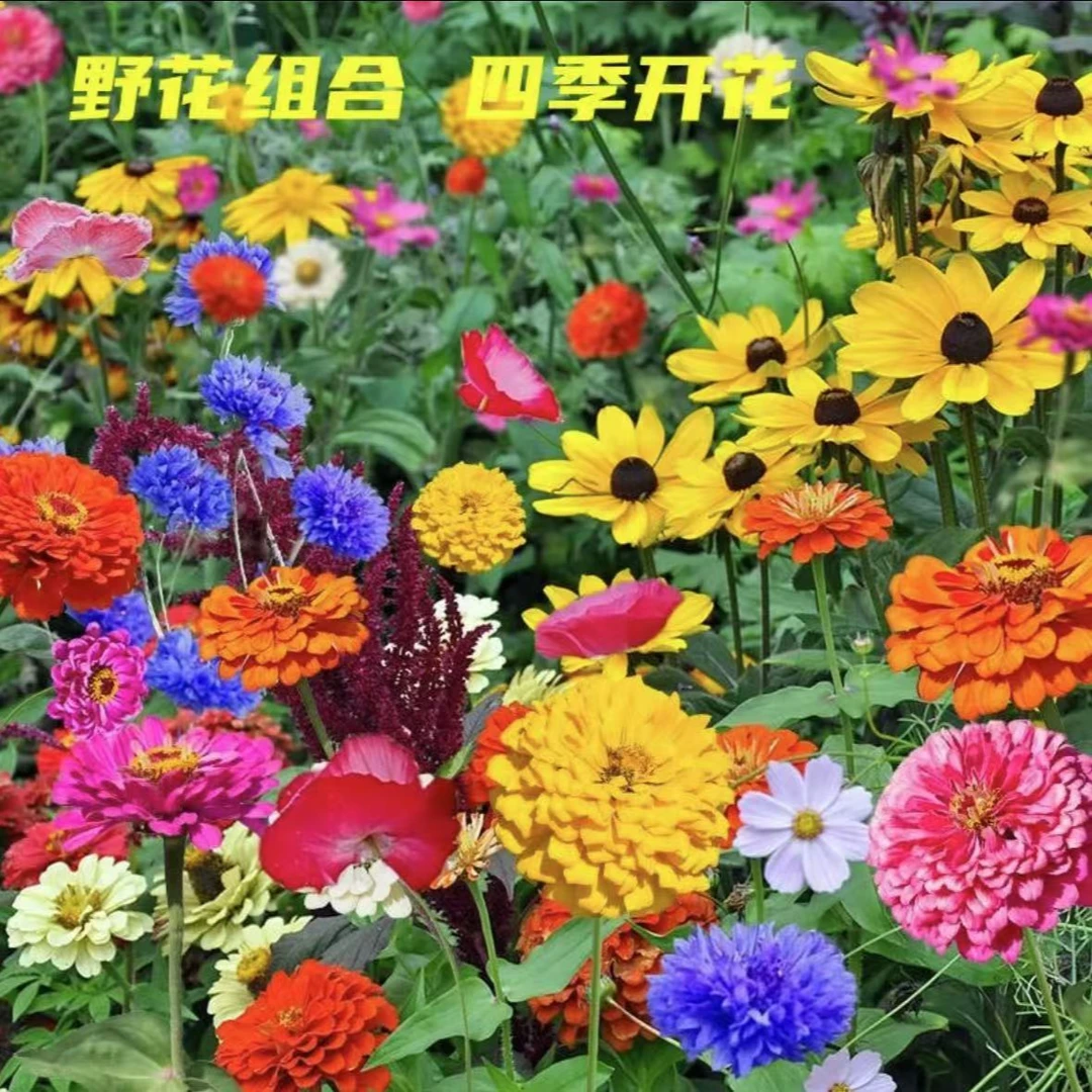 耐寒野花组合花种四季种植好看易活种植简单打造庭院花海多年生