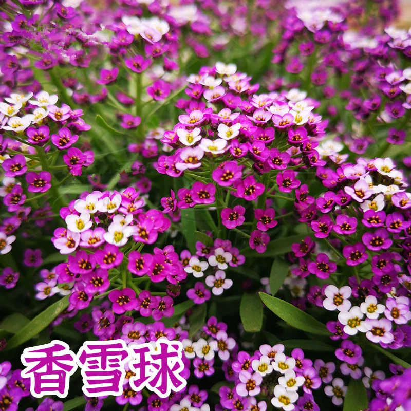 香雪球花卉种籽蜜蜂采蜜蜜源植物花期长芳香花种籽易活四季盆栽